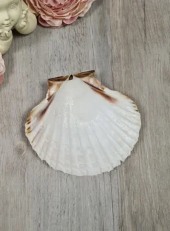 Coquille de baptême naturelle Beige