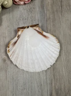 Coquille de baptême naturelle Beige